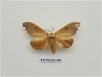 藏品(黃星凹緣天蛾)的圖片